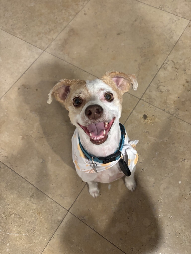 Happy dog 2