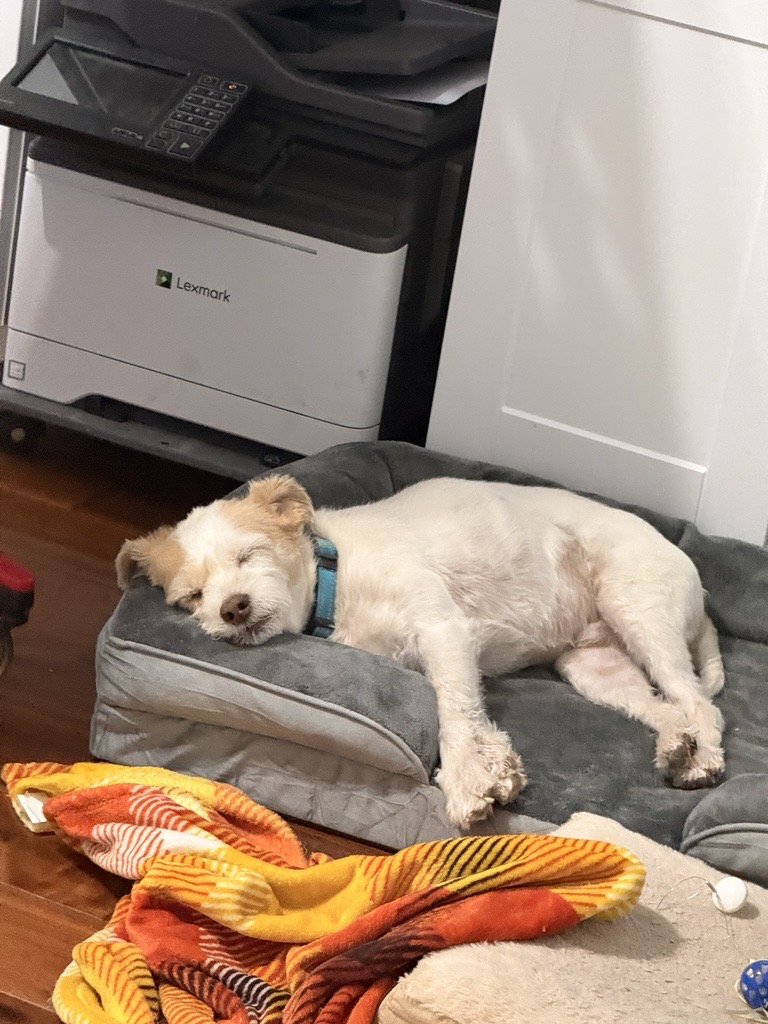 Happy dog 3