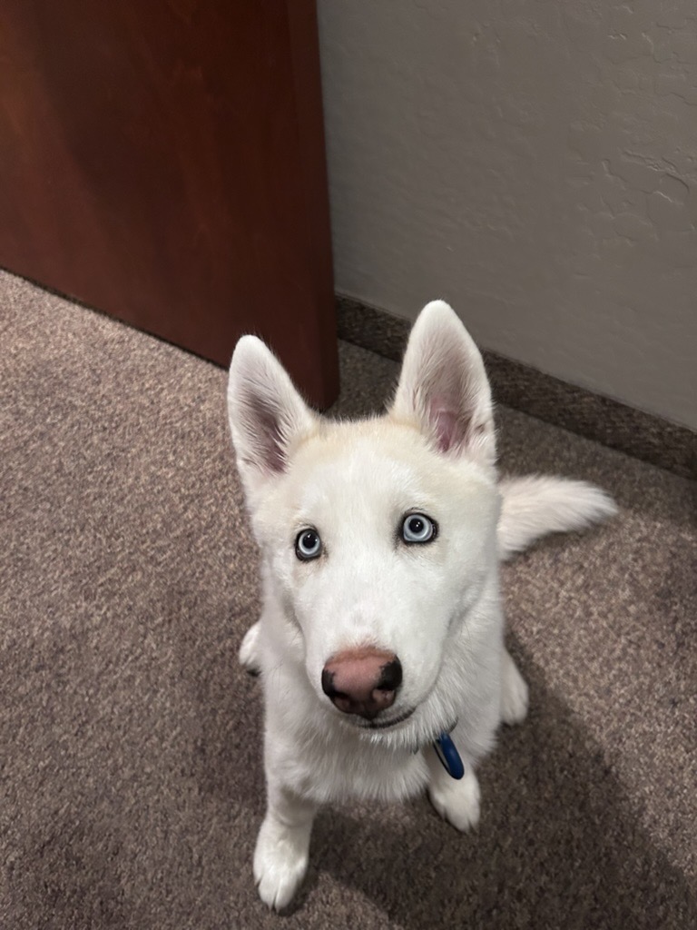 Happy dog 5