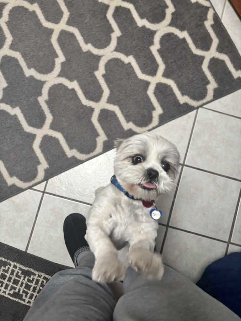 Happy dog 6