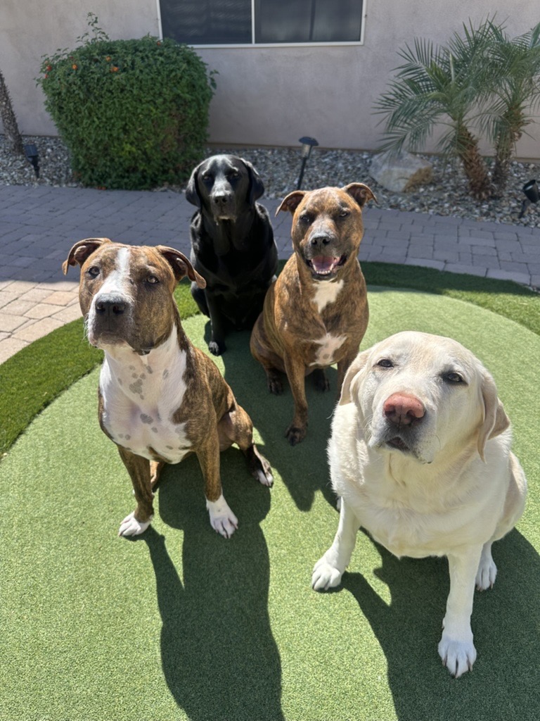 Happy dog 7